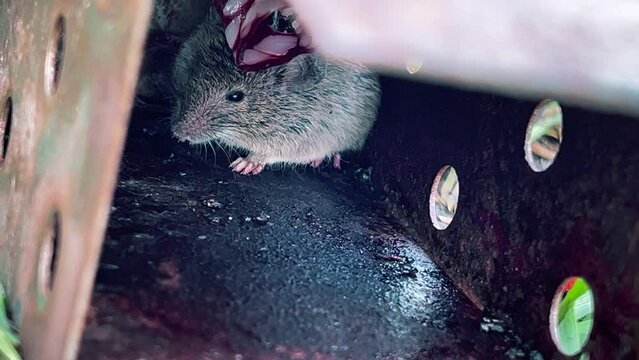 A gray frightened field mouse got into a humane mousetrap and does not want to run away. She was lured by the smell of smoked sausage e got into a humane mousetrap. High quality 4k footage