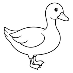 duck isolated on white