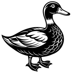 duck isolated on white background