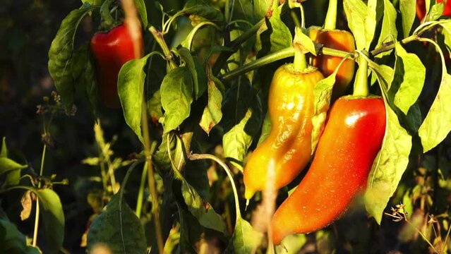 Capsicum annuum is plant genus Capsicum native to southern North America, Caribbean, and northern South America.