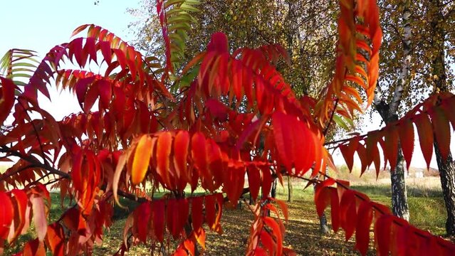 Rhus typhina, staghorn sumac, is species of flowering plant in Anacardiaceae, native to eastern North America. It is primarily found in southeastern Canada, northeastern and midwestern United States.