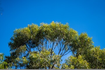 native australian plants in the bush, beautiful gum Trees and shrubs in the Australian bush forest....