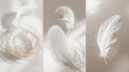 Detailed shots of white feathers, one against a pure white backdrop. Soft and graceful imagery.
