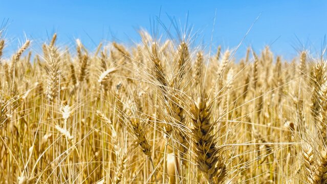 Field of wheat under a blue sky. Gold ears harvesting agriculture scene.