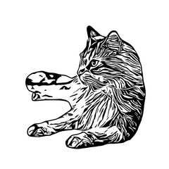 sketch of a cat with a transparent background
