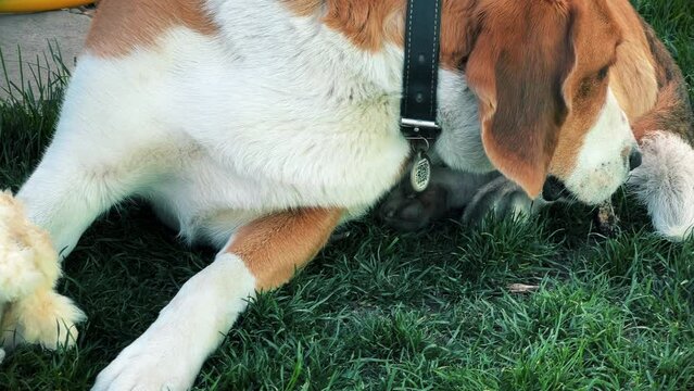 A tricolor dog is enthusiastically gnawing on a soft toy on a green lawn. A high quality. Close-up. Horizontal video