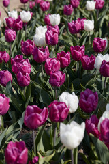 Tulip flowers in purple and white colors texture background  in spring sunlight