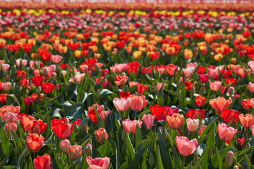 Tulip flowers in red, pink and yellow colors with green leaves texture background and field in spring sunlight