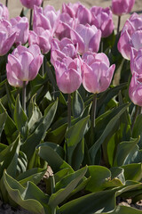Tulip Light Pink Prince flowers in spring sunlight