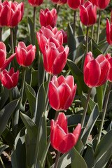 Tulip Candy Apple Delight, red and white flowers in spring sunlight