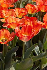 Tulip American Dream, orange and yellow flowers in spring sunlight