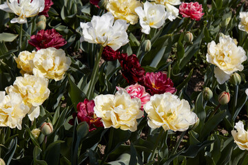 Assorted tulip flowers in white, pale yellow, dark red colors texture background in spring sunlight