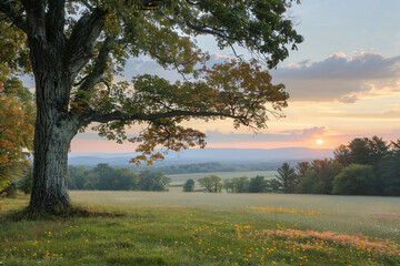 Fototapeta premium Oak tree at sunrise in a pastoral landscape. Peaceful morning scene for nature backgrounds and environmental themes