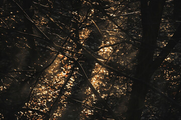 Sunlight filtering through tree branches, casting intricate patterns of light and shadow on the forest floor. 