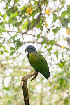 Colorful bird sitting on a branch