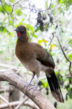 Wild bird sitting on branch