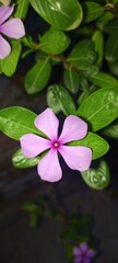 pink water lily