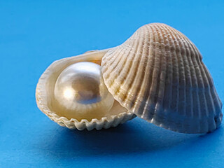 pearls in a seashell
