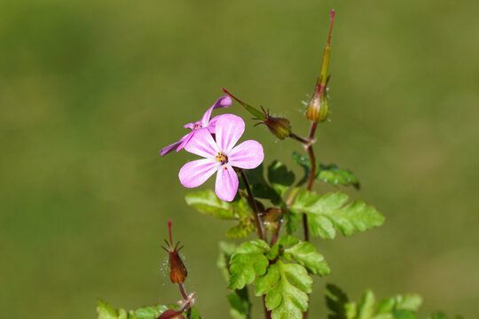 Close up pink flowers and pointed seed pods of herb-Robert (Geranium robertianum), family Geraniaceae. Spring, April, Netherlands. 