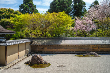 Cherry blossom at the rock garden, aka zen garden or karesansui, of Ryoanji Temple in Kyoto, Japan
