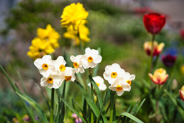 closeup view of a group of spring white daffodils (narcissus tazetta) with yellow corona
