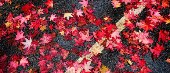 Red Maple Leaves on Road Wet with Rain Drops from Storm - 792938761