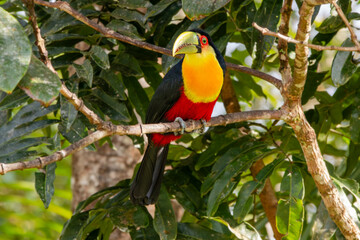 Tucano-de-bico-verde/Red-breasted Toucan