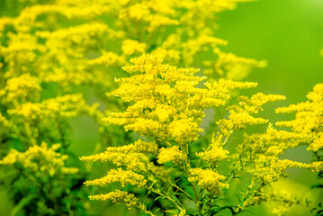 Goldenrod yellow flowers on a green natural background
