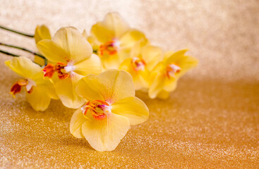 A branch of yellow orchids on a shiny gold background

