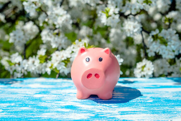 Piggy Bank on the background of blooming cherry
