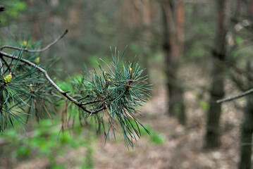 Photo of a green pine branch, selective focus
