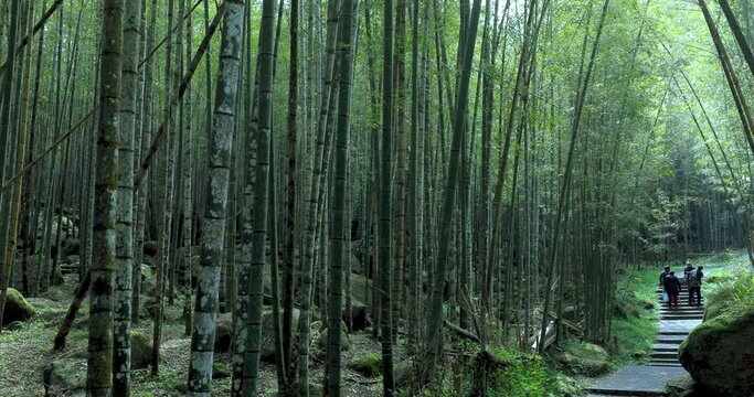 Bamboo, bamboo forests, bamboo forest trail forests, national forests, forest protection areas,