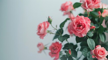 A beautiful close up shot featuring vibrant pink roses set against a clean white backdrop - obrazy, fototapety, plakaty