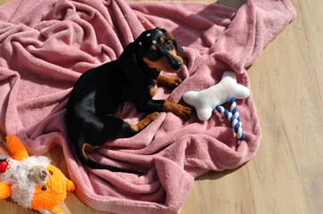 cachorro fofo filhote de Duchshund com osso brinquedo 