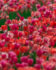 Field of colorful tulips. Spring blossoms in the city. Flower show in the heart of the spring park. Close-up. Macro, Selective focus in photography. Wallpaper