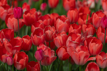 Field of colorful tulips. Spring blossoms in the city. Flower show in the heart of the spring park. Close-up. Macro, Selective focus in photography. Wallpaper