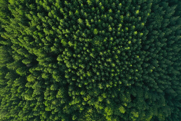 Aerial view of green trees on sunny day. Drone photography