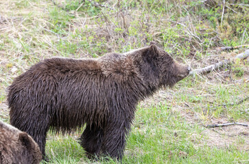 Grizzly Bear in Springtime in Yellowstone National Park Wyoming