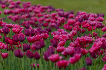 Field of colorful tulips. Spring blossoms in the city. Flower show in the heart of the spring park. Close-up. Macro, Selective focus in photography. Wallpaper