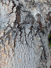 Tree trunk bark fragment capture.