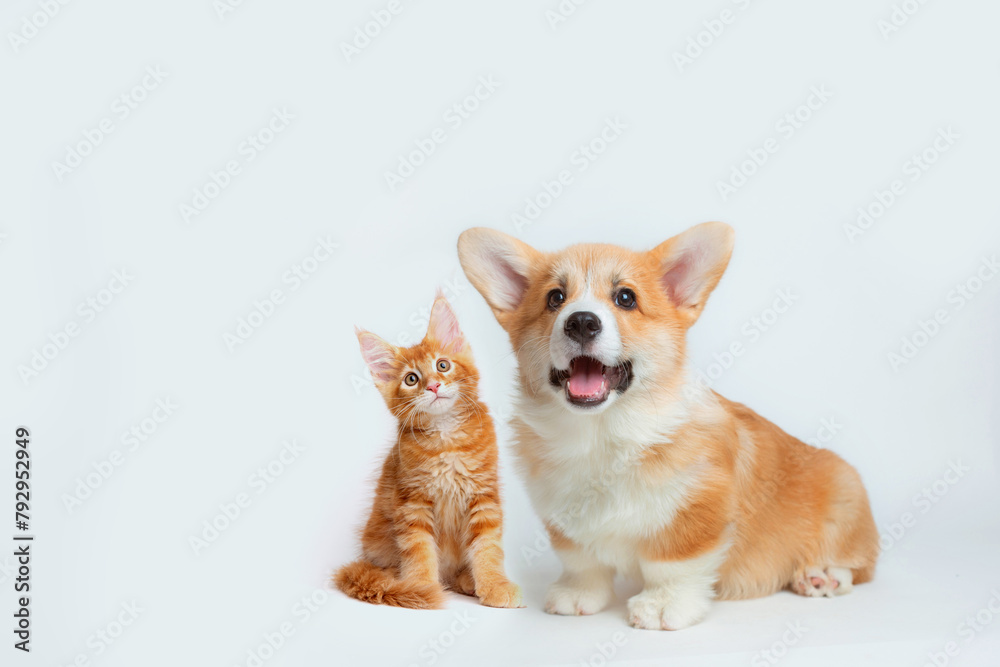 Canvas Prints Cute Welsh corgi puppy and a red kitten sit together on a white background. isolated on a white background