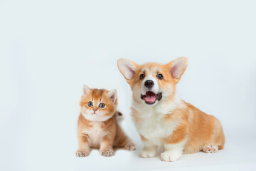 Cute Welsh corgi puppy and a red kitten sit together on a white background. isolated on a white background