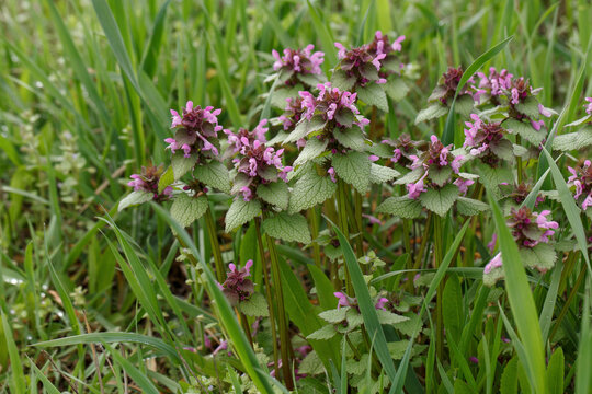 Lamium purpureum, red dead-nettle, purple dead-nettle, or purple archangel. Annual herbaceous flowering plant native to Europe