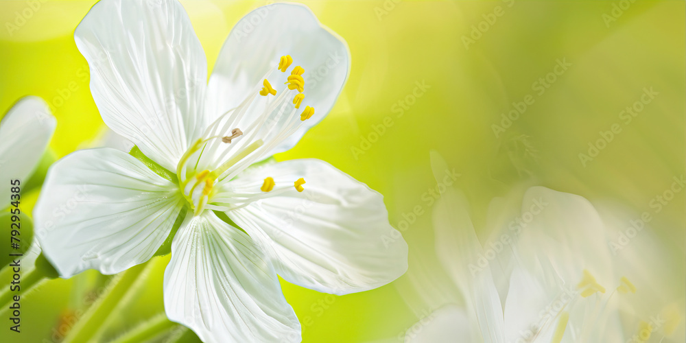 Wall mural white spring flowers