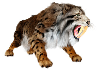 Fototapeta premium 3D Rendering Saber Toothed Tiger on White