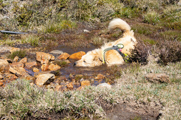 cinnamon dog cooling off in a stream in the mountains