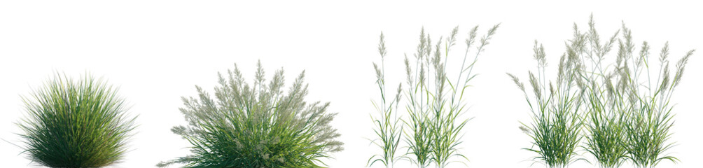 Calamagrostis acutiflora (Karl Foerster) grass field set isolated frontal on a white background...