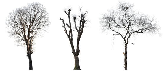 Three trees are shown in black and white, with the first one being the tallest and the third one...