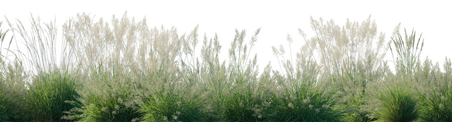 Calamagrostis acutiflora (Karl Foerster) grass field set isolated frontal on a white background...