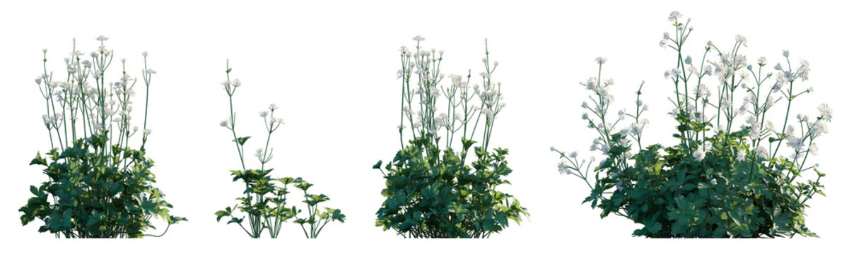 Astrantia major plant with white flowers frontal isolated png on a transparent background premium cutout	